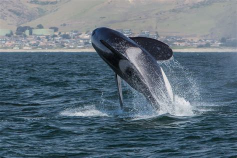 File:Orca, Killer Whale, breaching   Morro Bay, CA May 8 ...