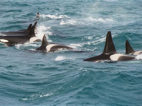 File:Orcas.jpg   Wikimedia Commons