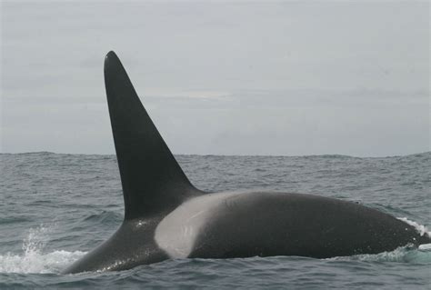 File:Orcinus orca NOAA Photo Library.jpg   Wikimedia Commons