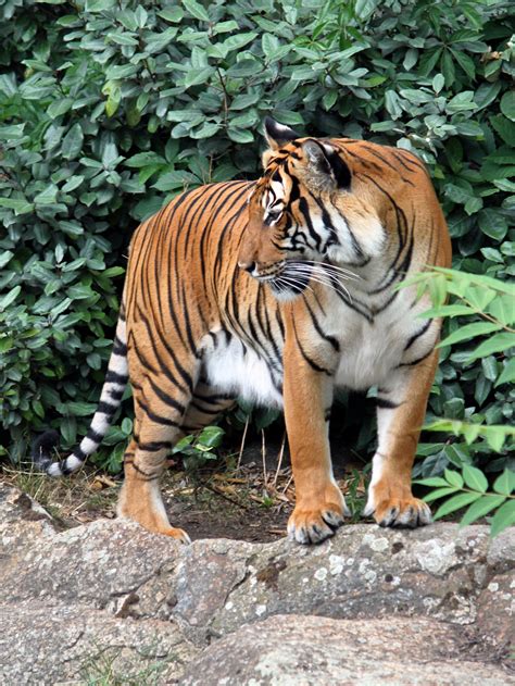 File:Panthera tigris corbetti 02.jpg   Wikimedia Commons