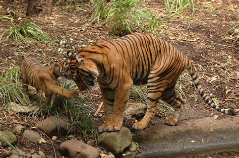 File:Panthera tigris sumatrae 20070224 057.jpg   Wikimedia ...