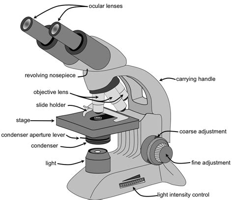 File:Parts of a Microscope  english .png   Wikimedia Commons