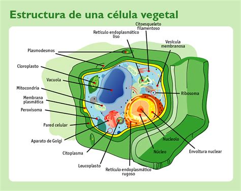 File:Plant Cell Structure   Estructura celula vegetal ...