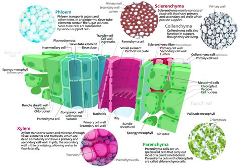 File:Plant cell types.svg   Simple English Wikipedia, the ...