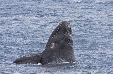 File:Southern Right Whale  Eubalaena australis ...