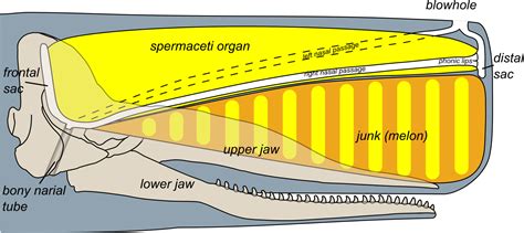 File:Sperm whale head anatomy  skull cutaway .svg   Wikipedia