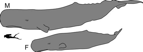 File:Sperm whale male and female size.svg   Wikimedia Commons