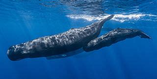 File:Sperm whale pod.jpg   Wikimedia Commons