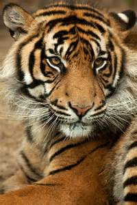 File:Sumatra tiger Panthera tigris sumatrae.jpg