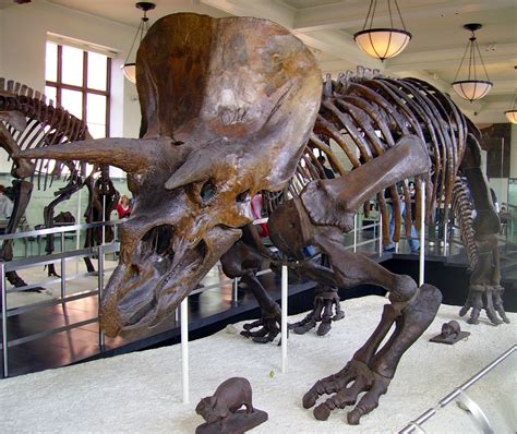 File:Triceratops AMNH 01.jpg   Wikipedia