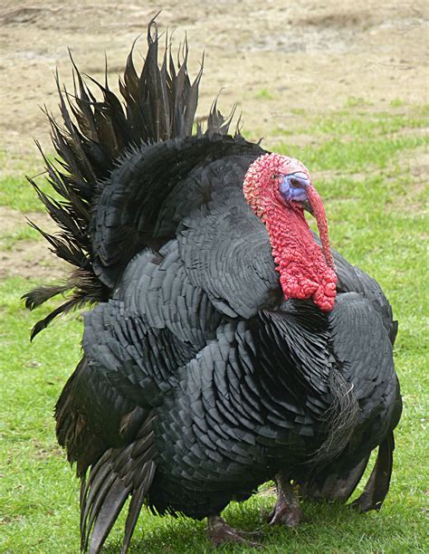 File:Turkey bird J2.JPG