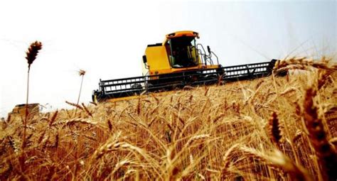 Finalizó cosecha de trigo en Uruguay – Agroavisos