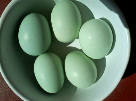 Finca Los Naranjos: Huevos celestes y verdes de gallina Araucana para ...
