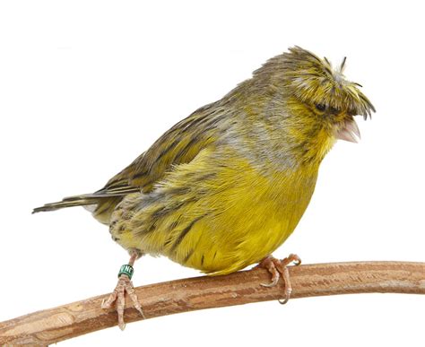 Finch Clubs and Shows | Finches and Canaries | Guide ...