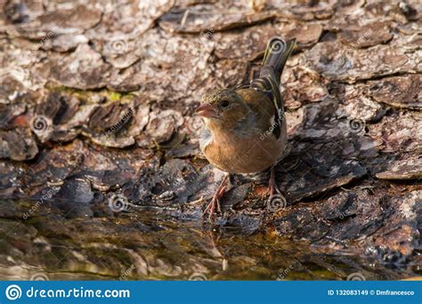 Finch Passerine Bird Mountain Italian Europe Stock Image ...