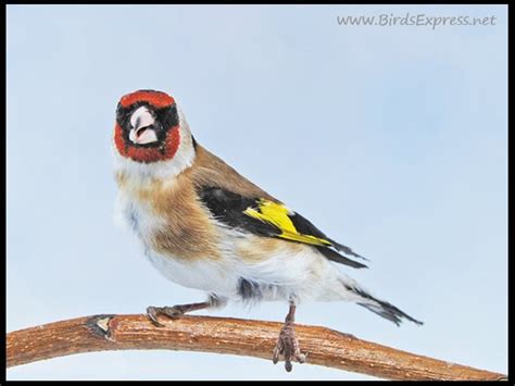 FINCHES AND SPARROW: Siberian Goldfinch   Carduelis ...