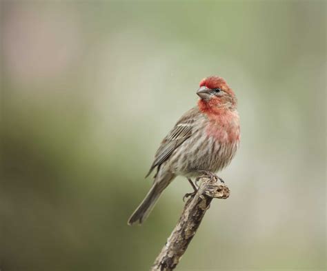 Finches in Colorado  12 Species with Pictures    Wild Bird ...