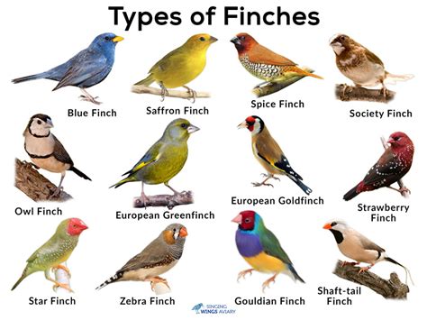 Finches: List of Types With Pictures & Care Tips | Singing ...
