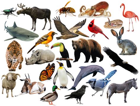 Find the Big 4 Animals Quiz