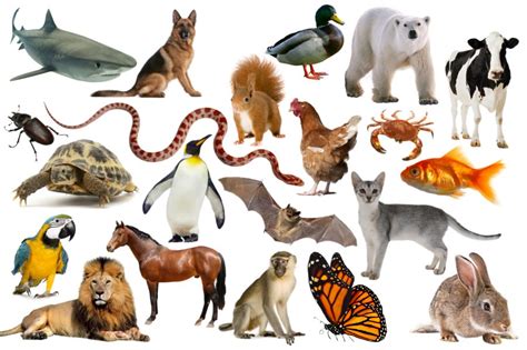 Find the Spanish Animals Quiz