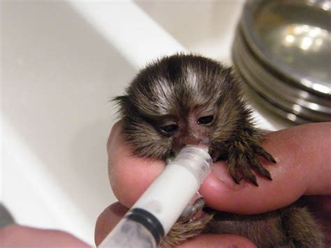 Finger Baby Marmoset Monkeys for sale Offer