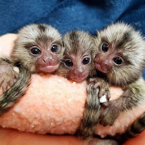Finger marmoset monkeys, Exotic animals, for Sale, Price
