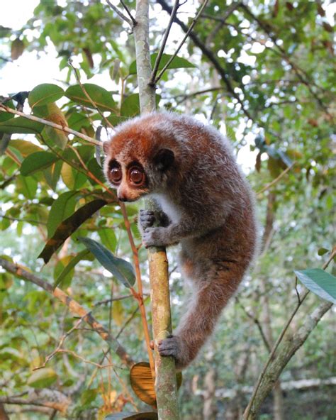 First discovery of a hibernating primate outside Madagascar