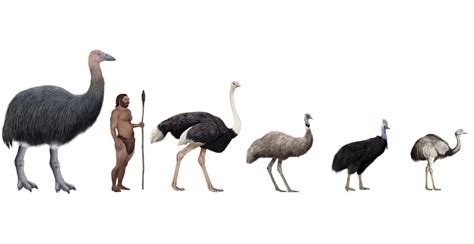 First Giant Bird Found In Europe Lived Alongside Early Humans | Ancient ...