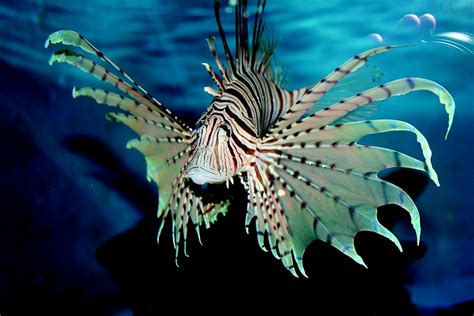 Fish Aquarium Blue · Free photo on Pixabay