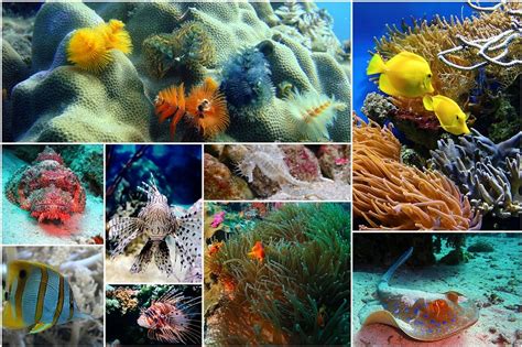 Fish Collage Photo · Free image on Pixabay