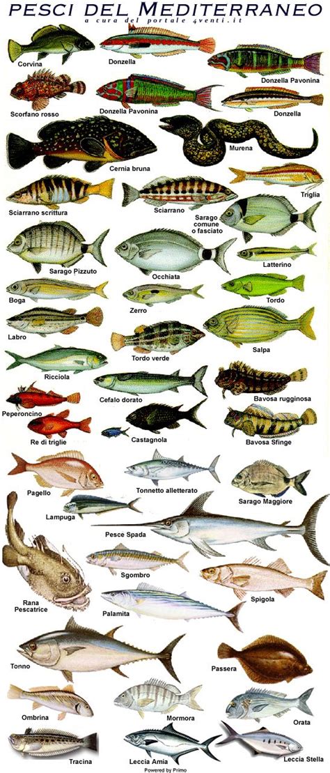 fish from Mediterranean sea nel 2019 | Disegni di pesci ...