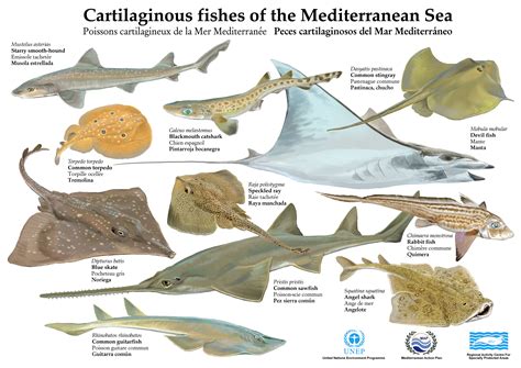 Fish of the Mediterranean Sea