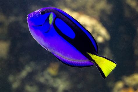 Fish Sea Fish Blue Coral · Free photo on Pixabay