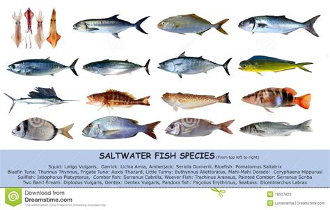 Fish Species Saltwater Classification Isolated Stock Image ...