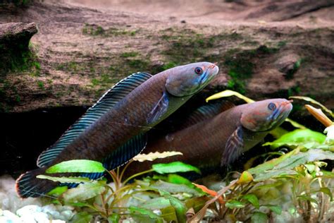 Fish that walks on land among 200 new species discovered ...