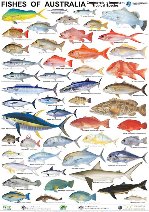 Fishes Of Australia Marine Organism Illustration Vintage ...