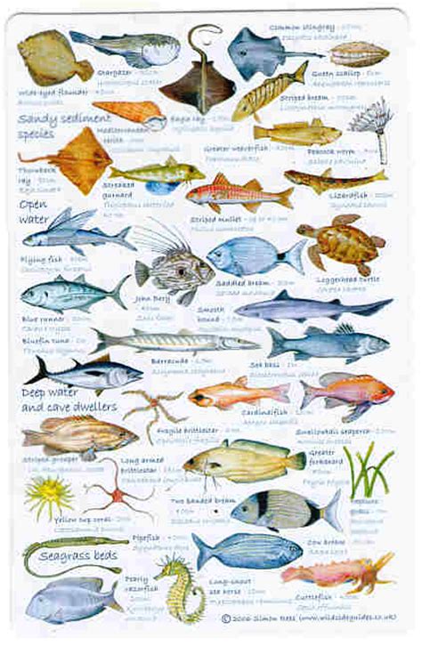 Fishes of France French Fishes
