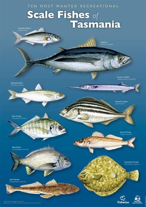 Fishes of Tasmania Posters