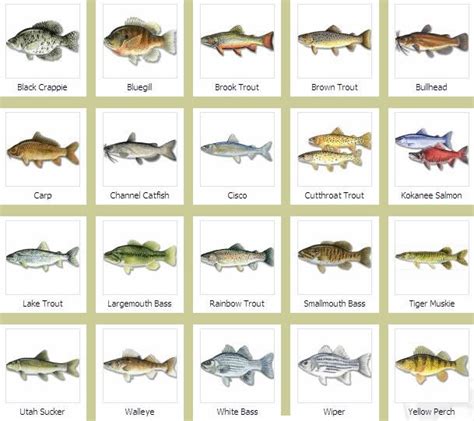 fishes with name   Fishes Names and Pictures 2017   Fish ...