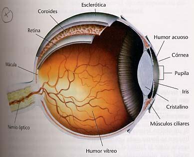 FisicaNet   El ojo humano. AP18 [Física   Ondas   Optica ...