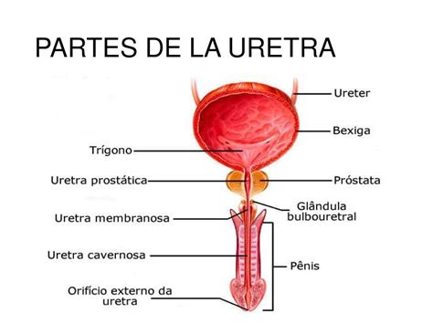 Fisiología aparato reproductor masculino.