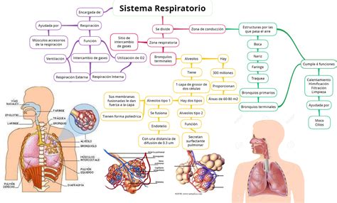 Fisiología Basica : 19  Sistema Respiratorio Generalidades