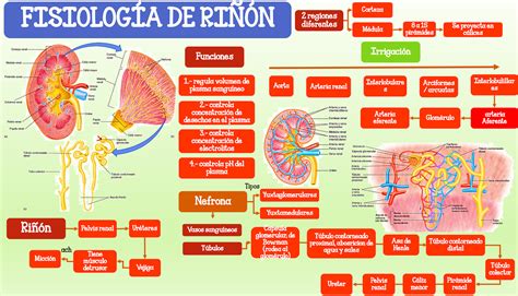Fisiología Básica: Anatomiay estructura de riñón