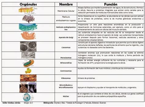 Fisiología básica: Célula: Organelos y sus funciones.