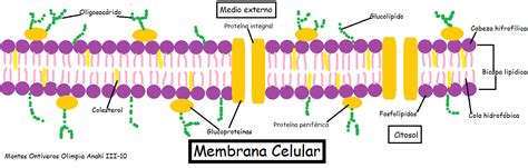 Fisiología Básica y Médica: Membrana Celular