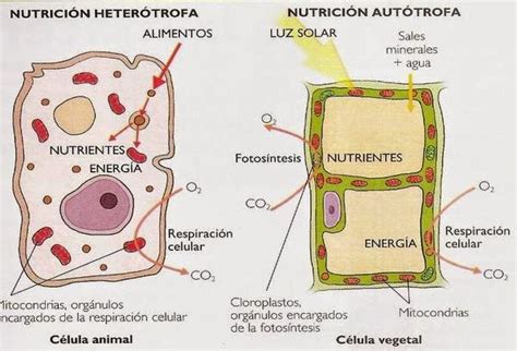 FISIOLOGÍA CELULAR: Funciones de nutrición celulares