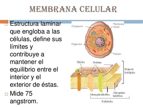 Fisiologia de la membrana celular