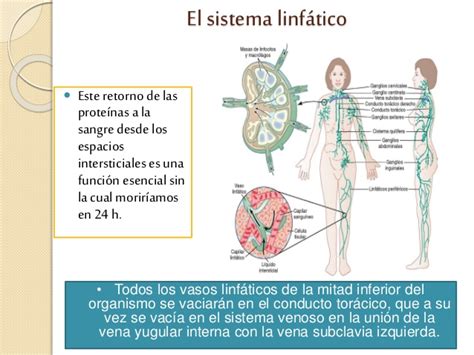 fisiología de la microcirculacion y el sistema linfatico