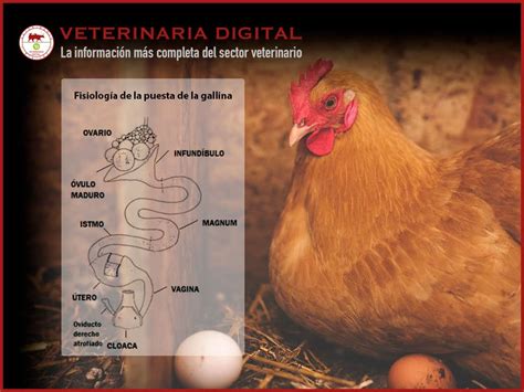 Fisiología de la puesta de la gallina – Veterinaria ...
