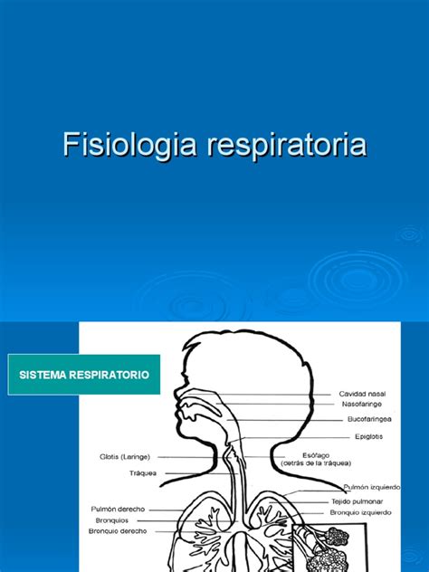 Fisiologia de La Respiración | PDF | Sistema respiratorio | Pulmón